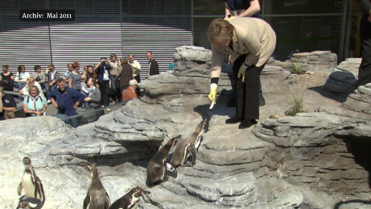 Merkel plaudert über ihren Paten-Pinguin In Strahlsund