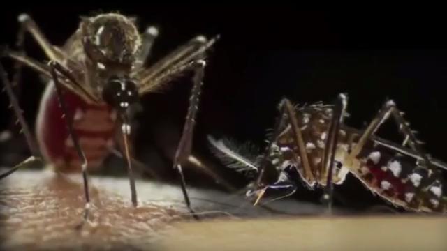 So gefährlich ist das Dengue-Fieber Tropenkrankheit
