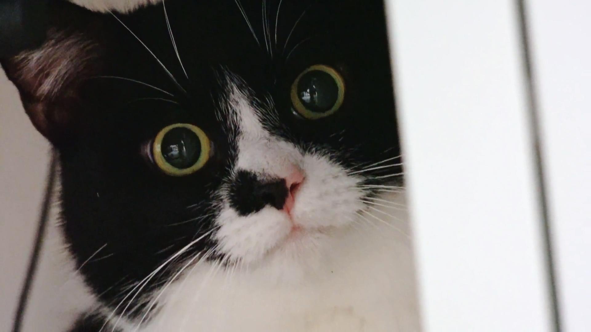 Hat  Katze Honey ihr Herrchen ausgesperrt? 500 Euro Schaden