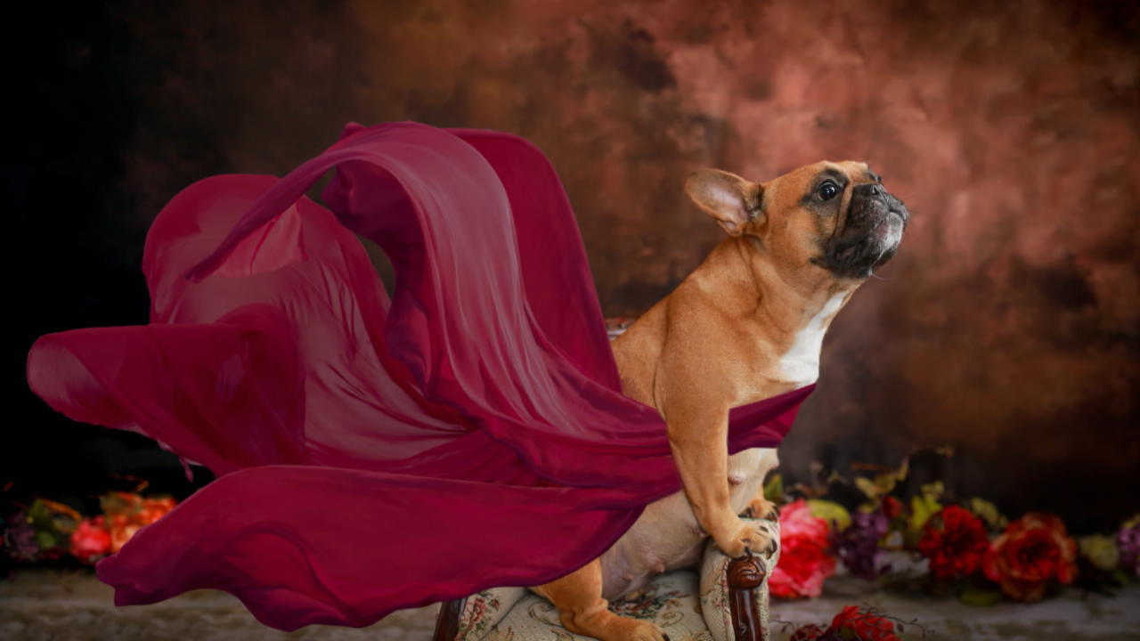 Schwangerschafts-Fotoshooting mit Hundedame Posing wie die Profis