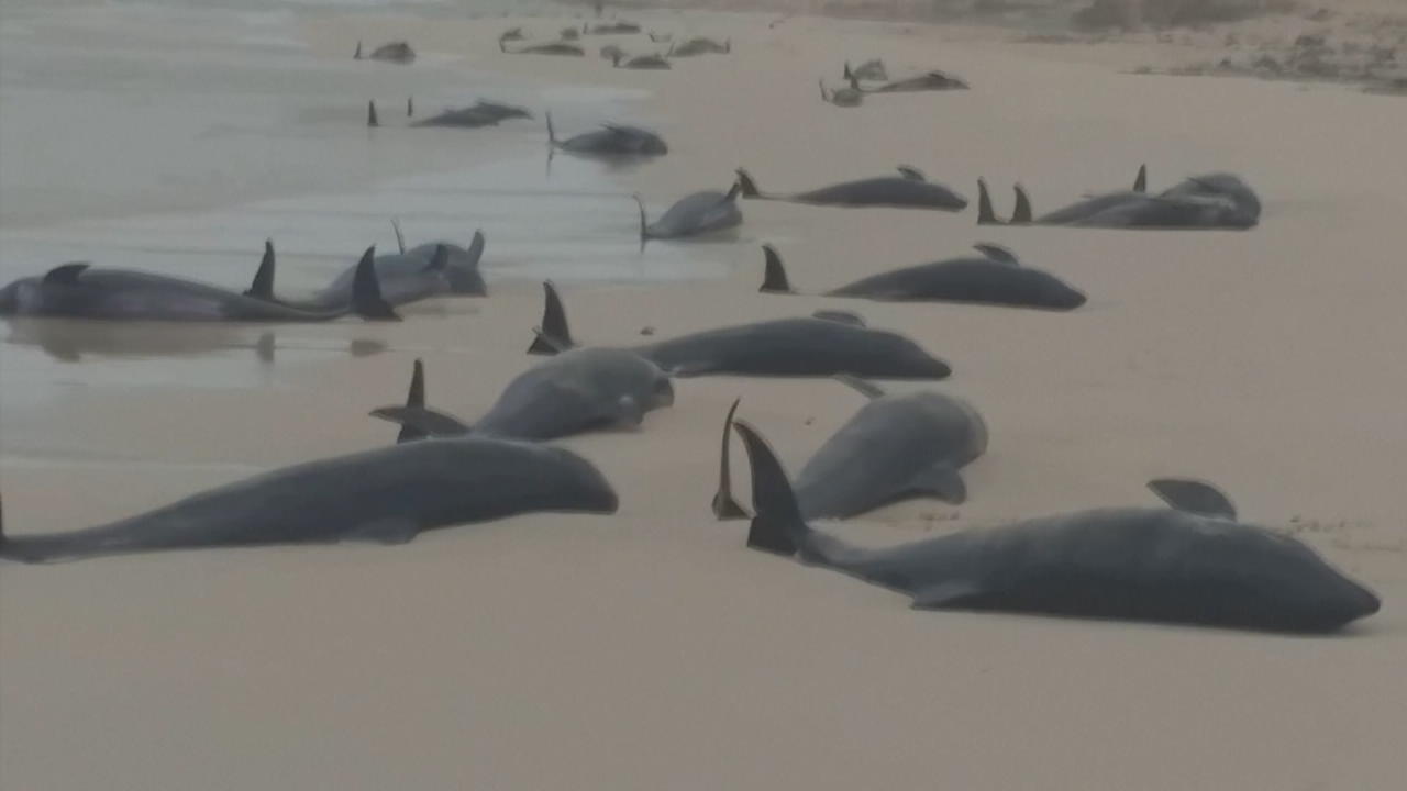 Über 100 Delfine tot am Strand Forscher suchen Ursache