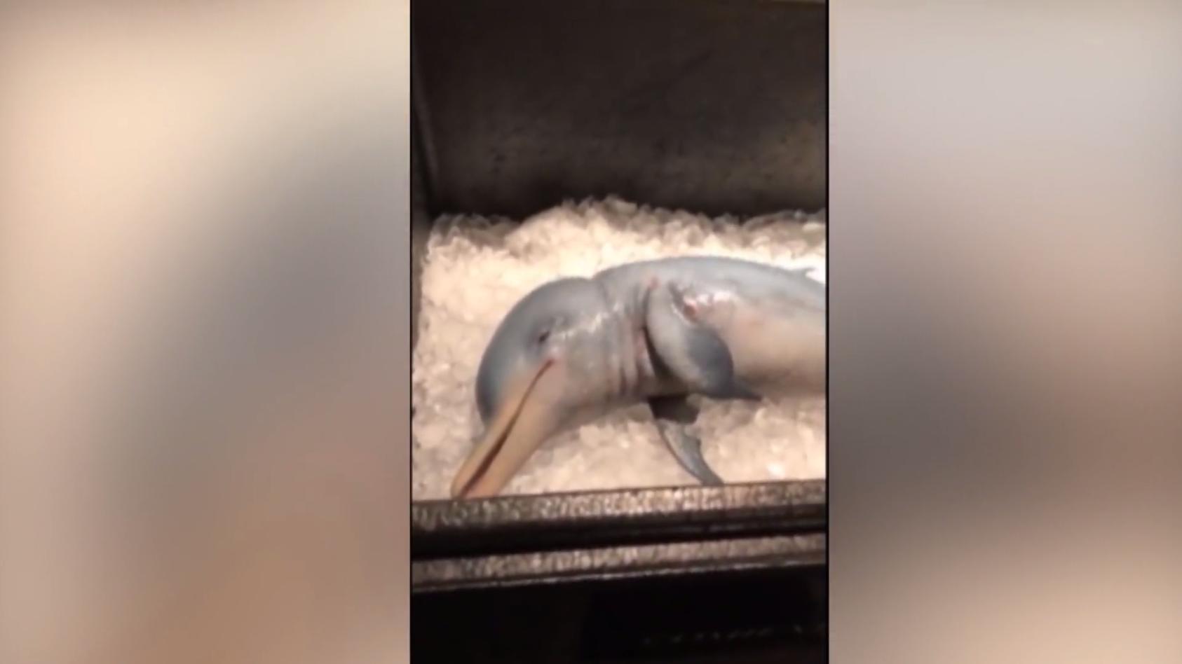 Influencer isst angeblichen Baby-Delfin Fake mit Hintergrund