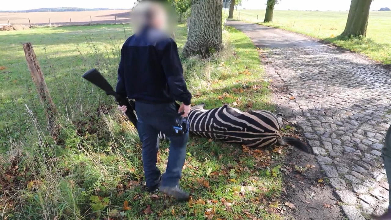 Wurde das Zebra aus Faulheit getötet? Video belastet den Schützen