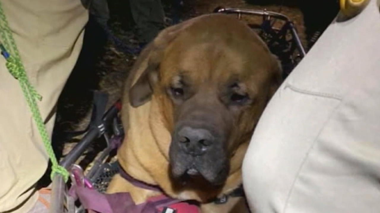 86 Kilogramm schwerer Hund gerettet Extra große Trage für Vierbeiner