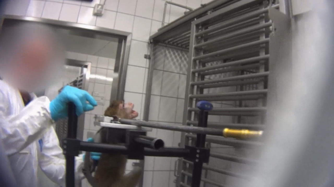 Erschreckende Aufnahmen aus einem Tierversuchslabor bei Hamburg Behörden ermitteln
