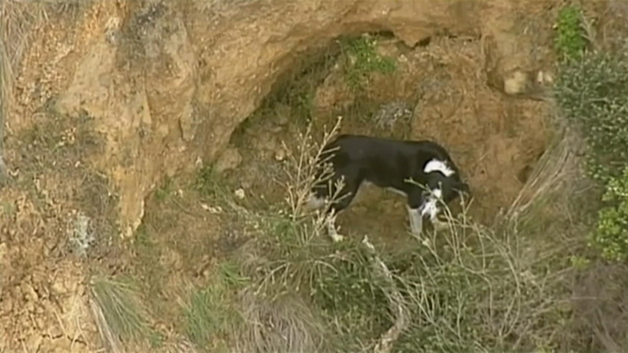 Hund von gefährlicher Klippe gerettet Rettung in Australien