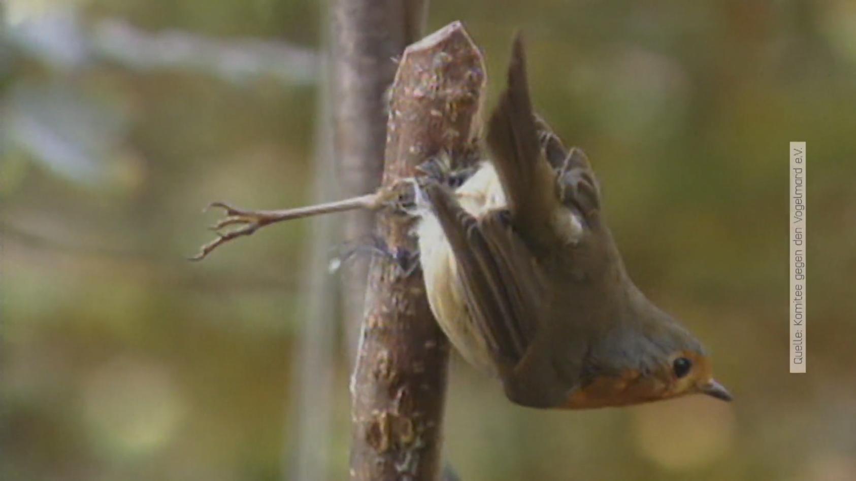 Geschütze Vögel werden in Italien gefangen Illegale Delikatesse: Spatz am Spieß