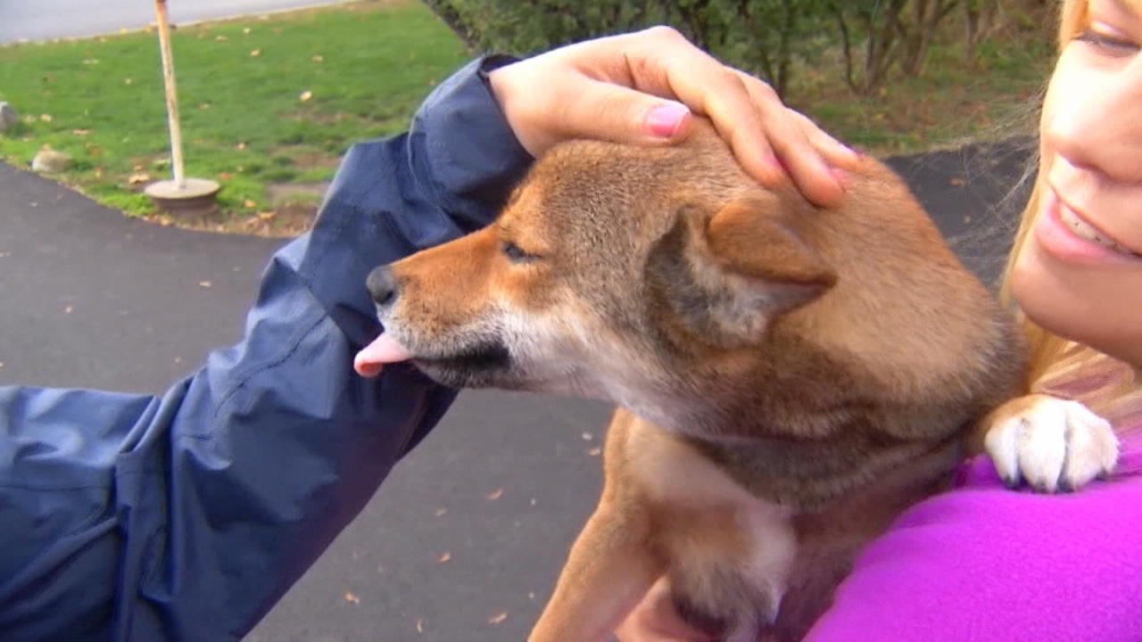 Hündin Coco aus Kühlergrill gerettet Großes Glück für kleinen Hund