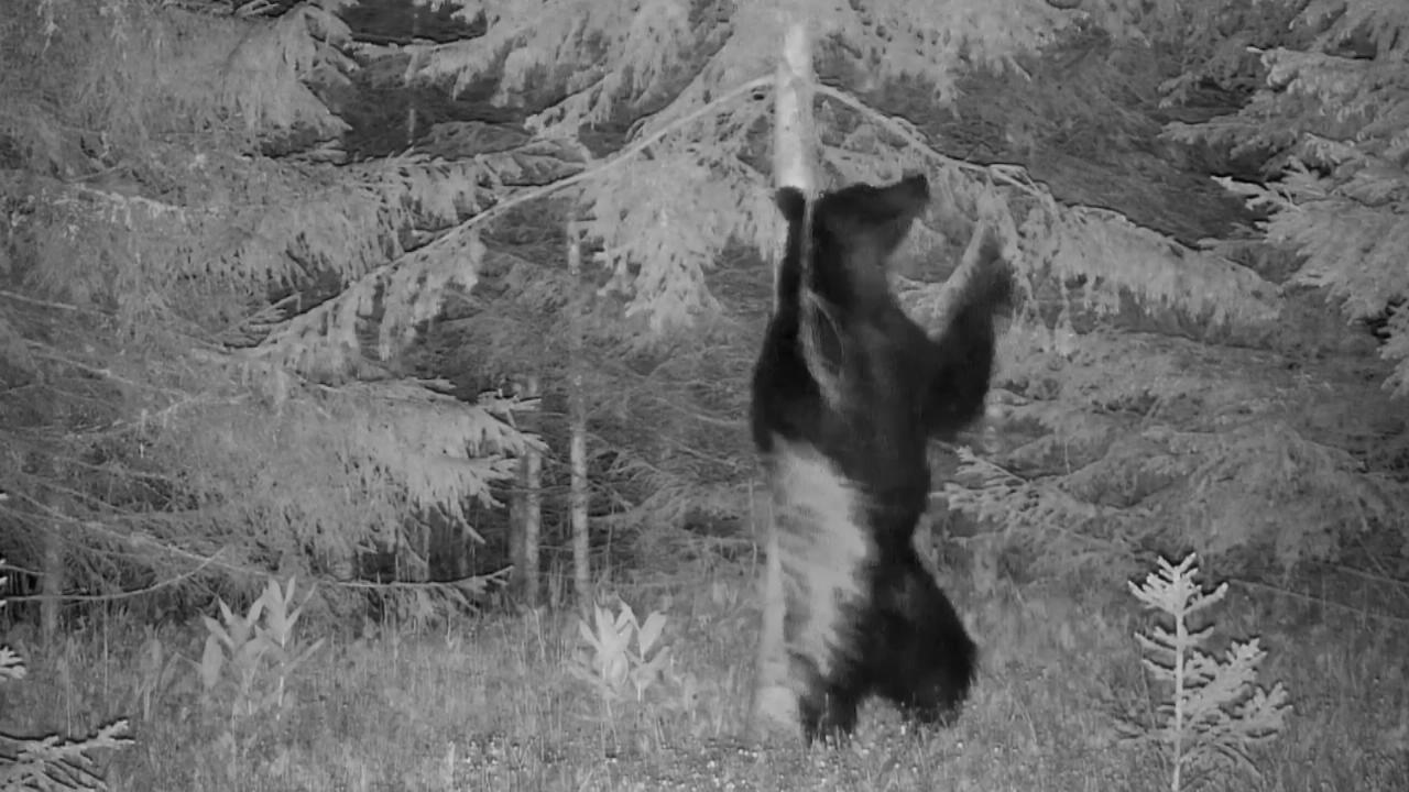Dieser Bär ist eine echte Dancing Queen Von versteckter Kamera gefilmt