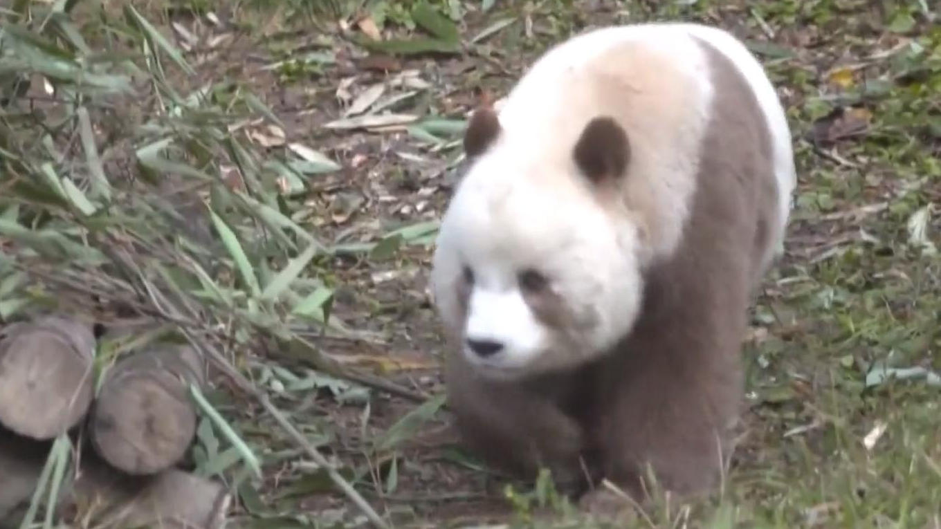 Verstoßener Brauner Panda findet das Glück Von Mutter und Artgenossen abgelehnt
