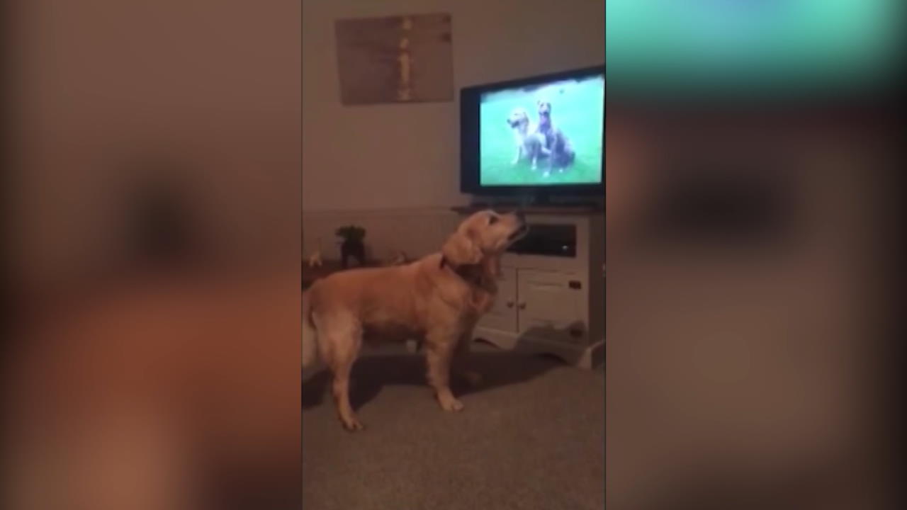 Hund trauert vor Fernseher um seinen Freund 