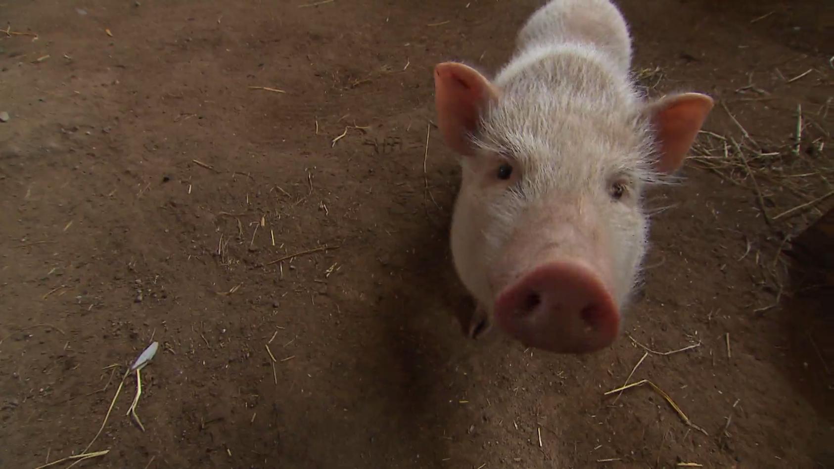 Ausgesetztes Schwein hat neues Zuhause 