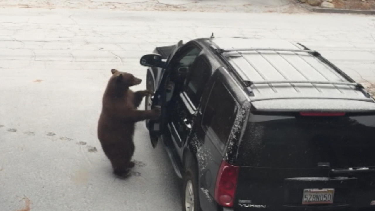 Bär schließt sich in Auto ein Bock auf 'ne Spritztour?