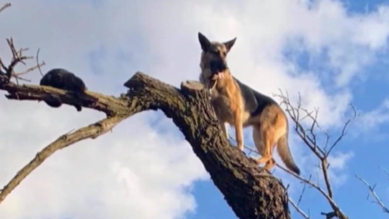 Hund verfolgt Katze auf einen Baum dann muss er gerettet