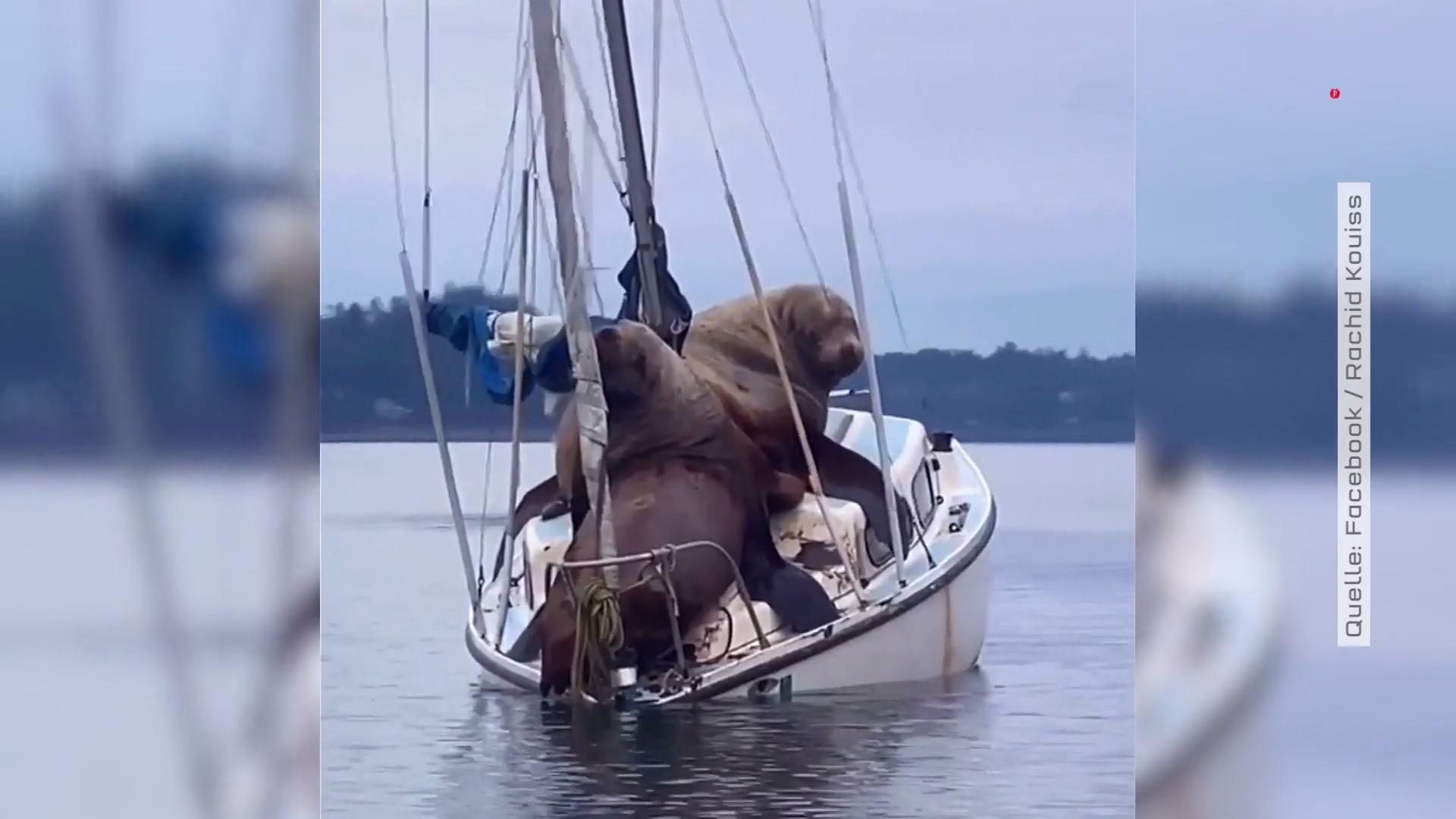 2 Seelöwen erleben ihren eigenen Titanic-Moment Romantisches Date auf hoher See