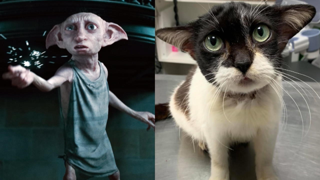 Diese Katze sieht aus wie Dobby Zum Verwechseln ähnlich