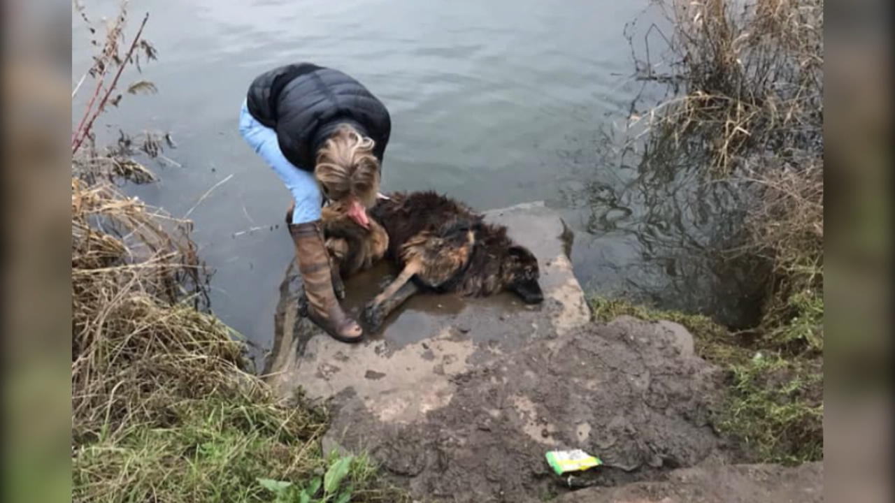 Hund zum Ertrinken an Stein gefesselt Grausame Tierquälerei