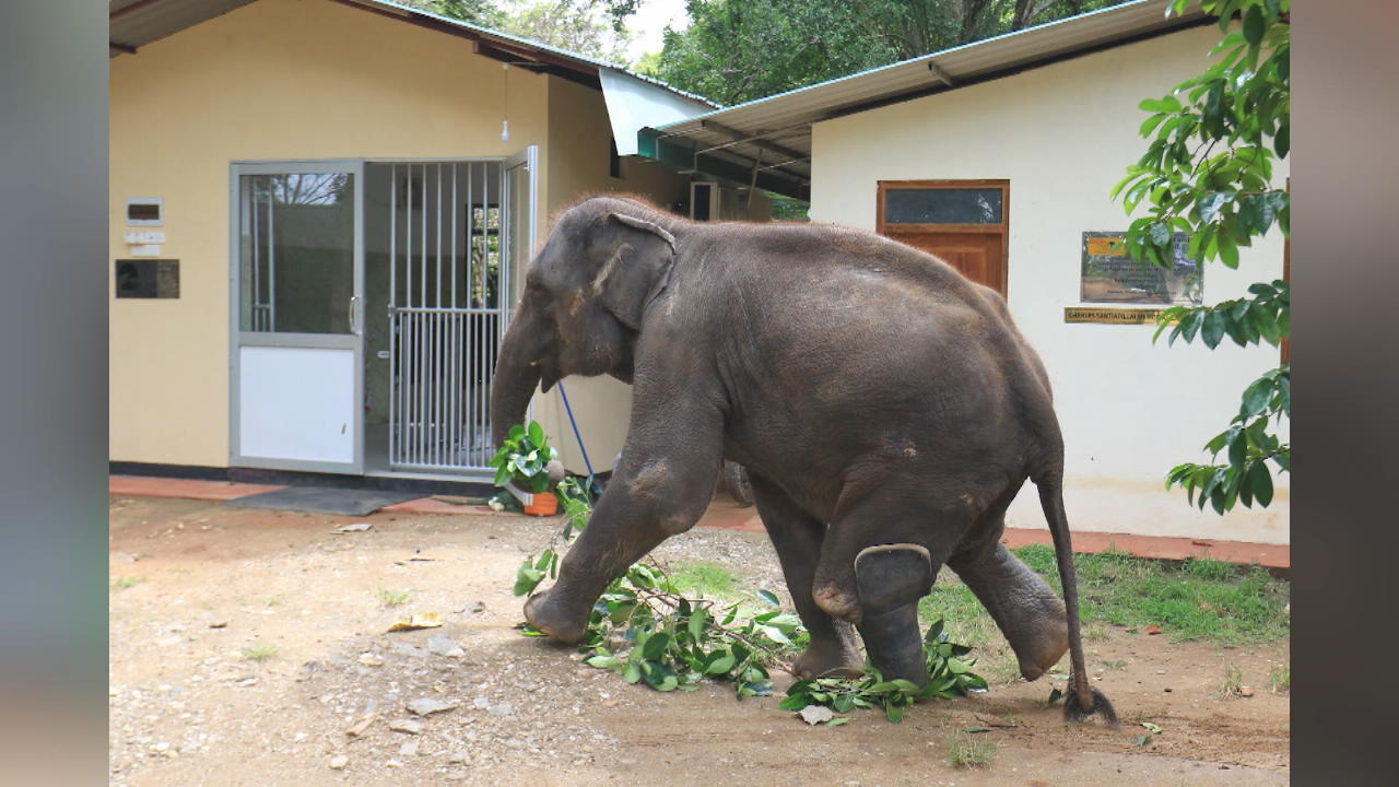 Neue Prothesen für Elefant Namal Nach Spendenaktion