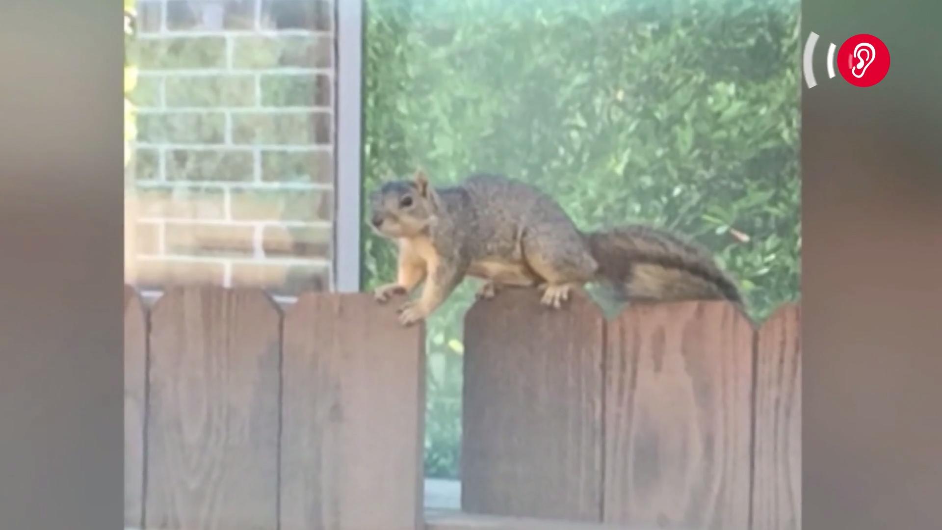 Horror-Eichhörnchen beißt plötzlich Menschen Aufregung in Houstoner Vorort