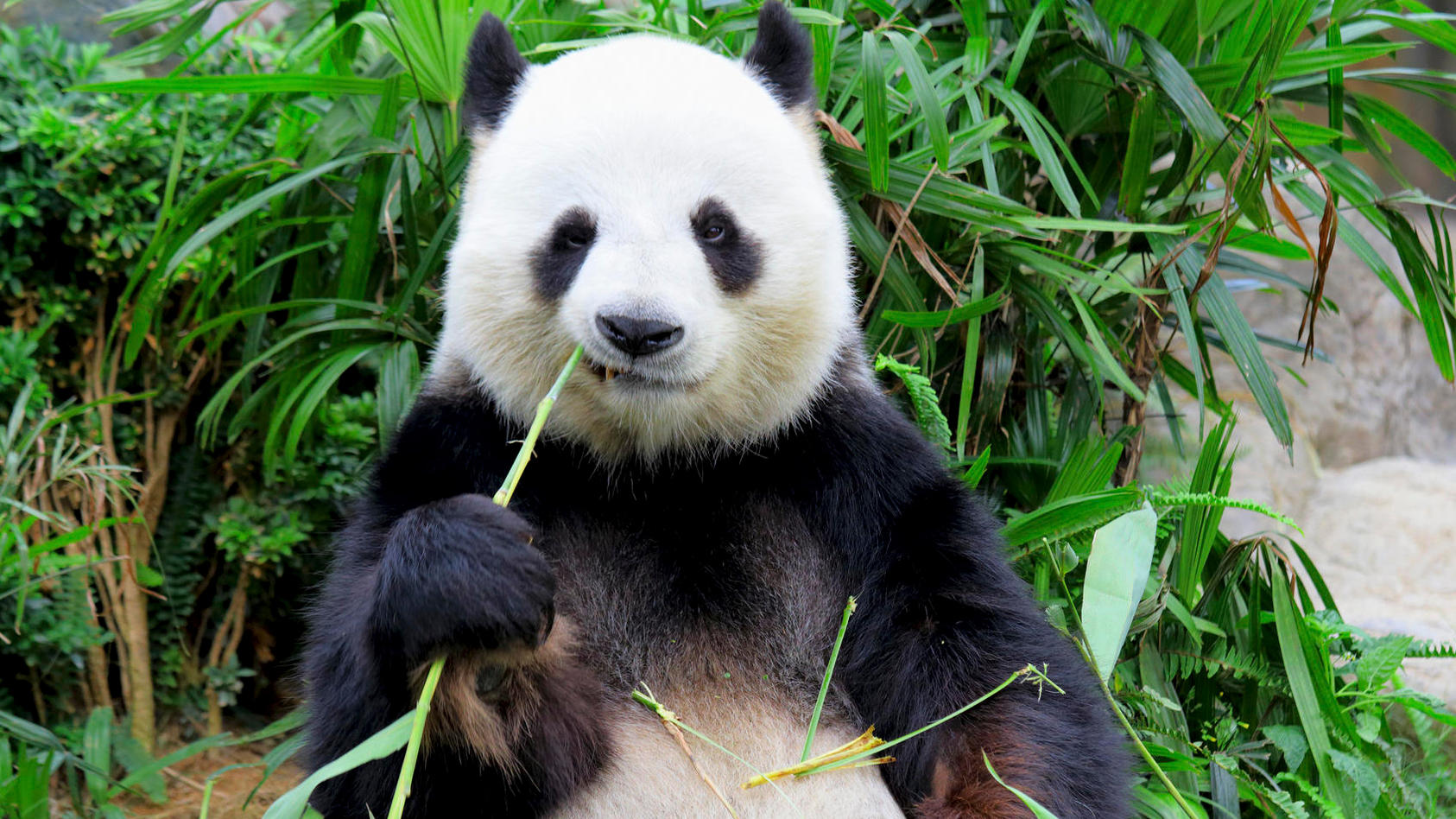 Pandaglück in China 20 Panda-Babys auf einen Schlag!