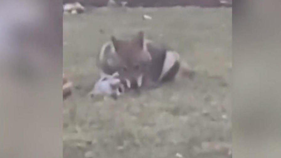 Koyote mopst sich Hunde-Spielzeug Hund beschwert sich über den Dieb