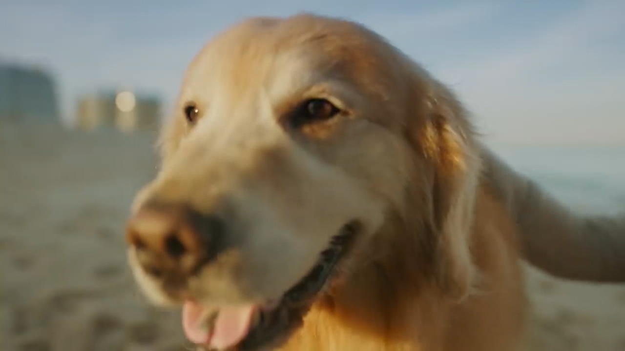 Herrchen dankt Tierärzten mit diesem Super-Bowl-Spot Hund Scout hat den Krebs besiegt