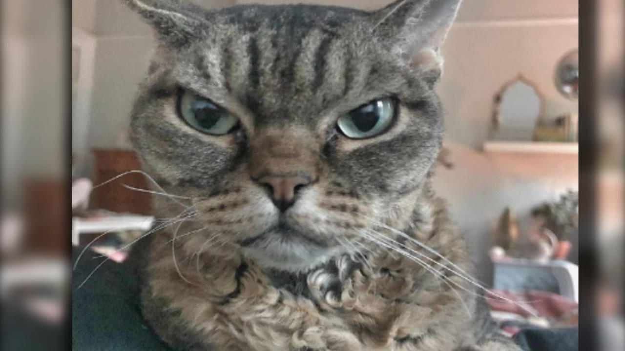 Wir finden: DAS sollte Grumpy Cats Nachfolger werden Wenn Blicke töten könnten