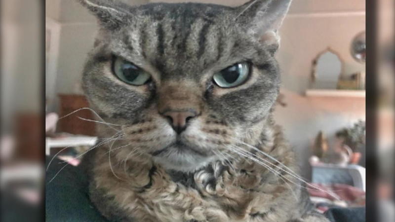Partnersuche katzen
