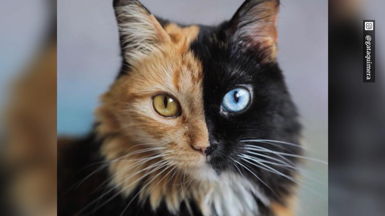 Diese Katze hat zwei Gesichter! Instagram Star