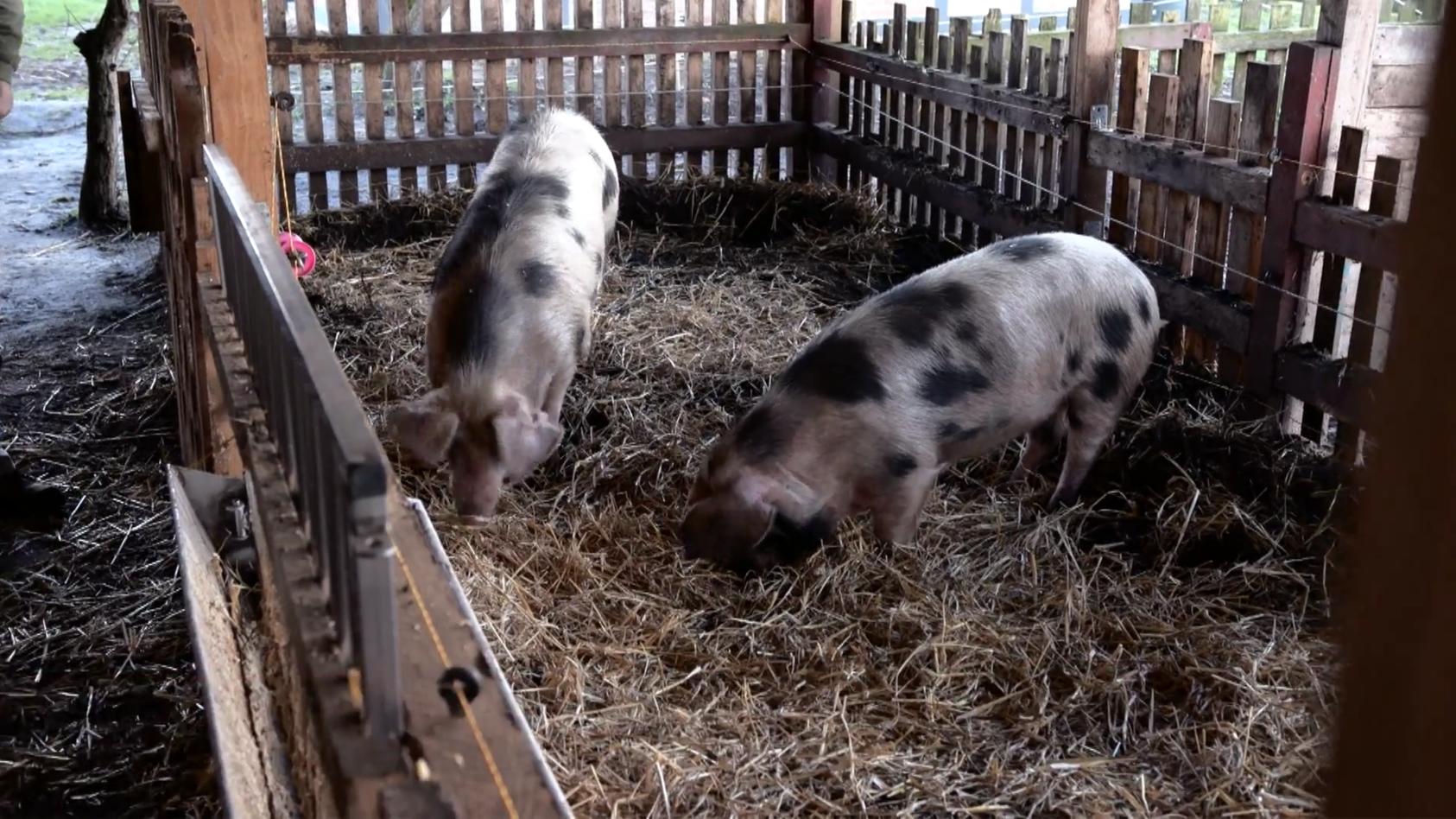 Ein Besuch bei den Schweinen Elsa und Schmali in Hamm Nach dem Jenke-Experiment