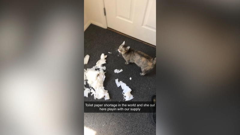 Corona Krise Diese Katze Zerstort Das Wertvolle Klopapier