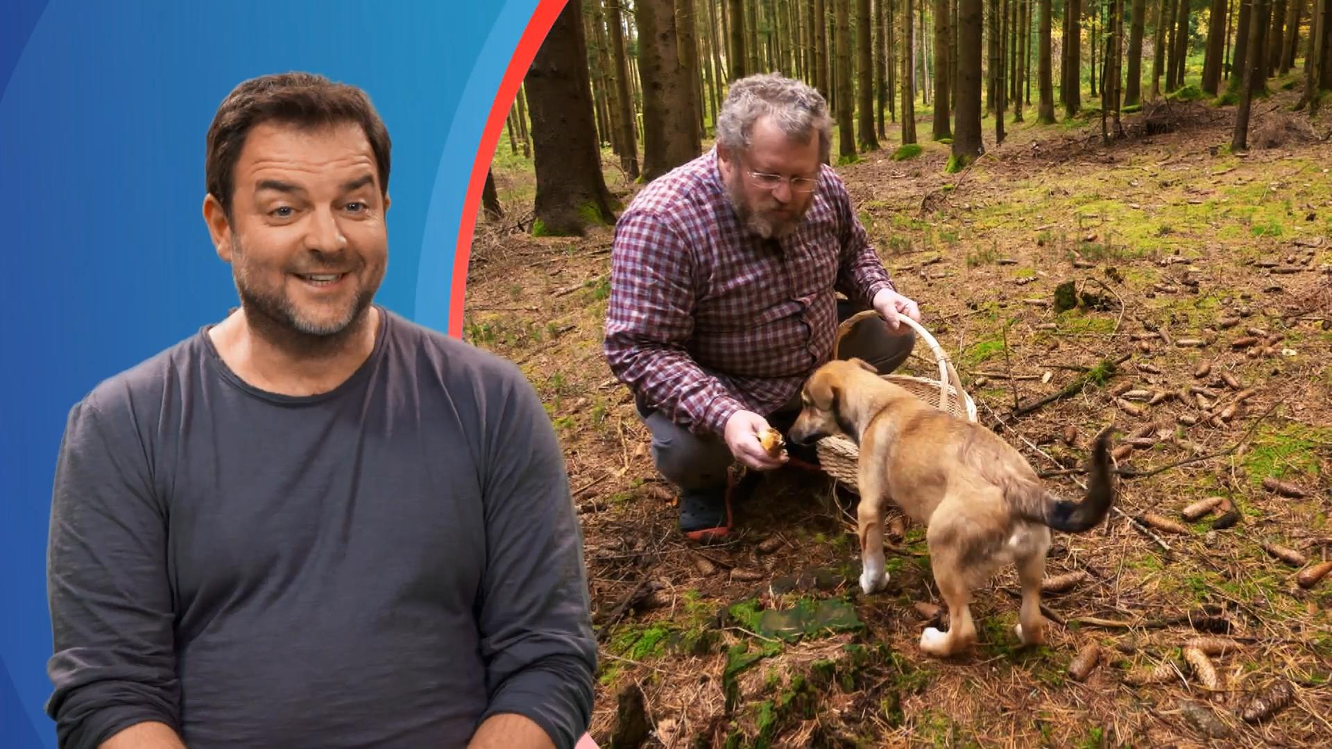 Wie bringt man einem Hund bei, welche Pilze giftig sind? Pilzkunde