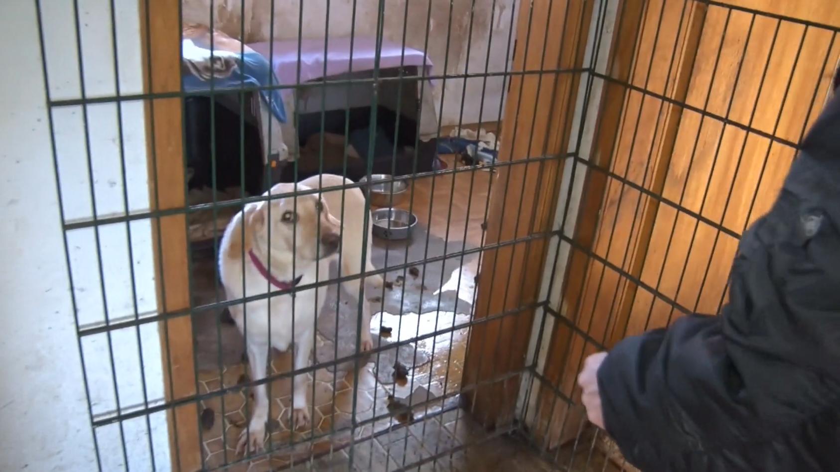 Tierschützer befreien 68 kranke Hunde Horror-"Tierschutzhof" geräumt