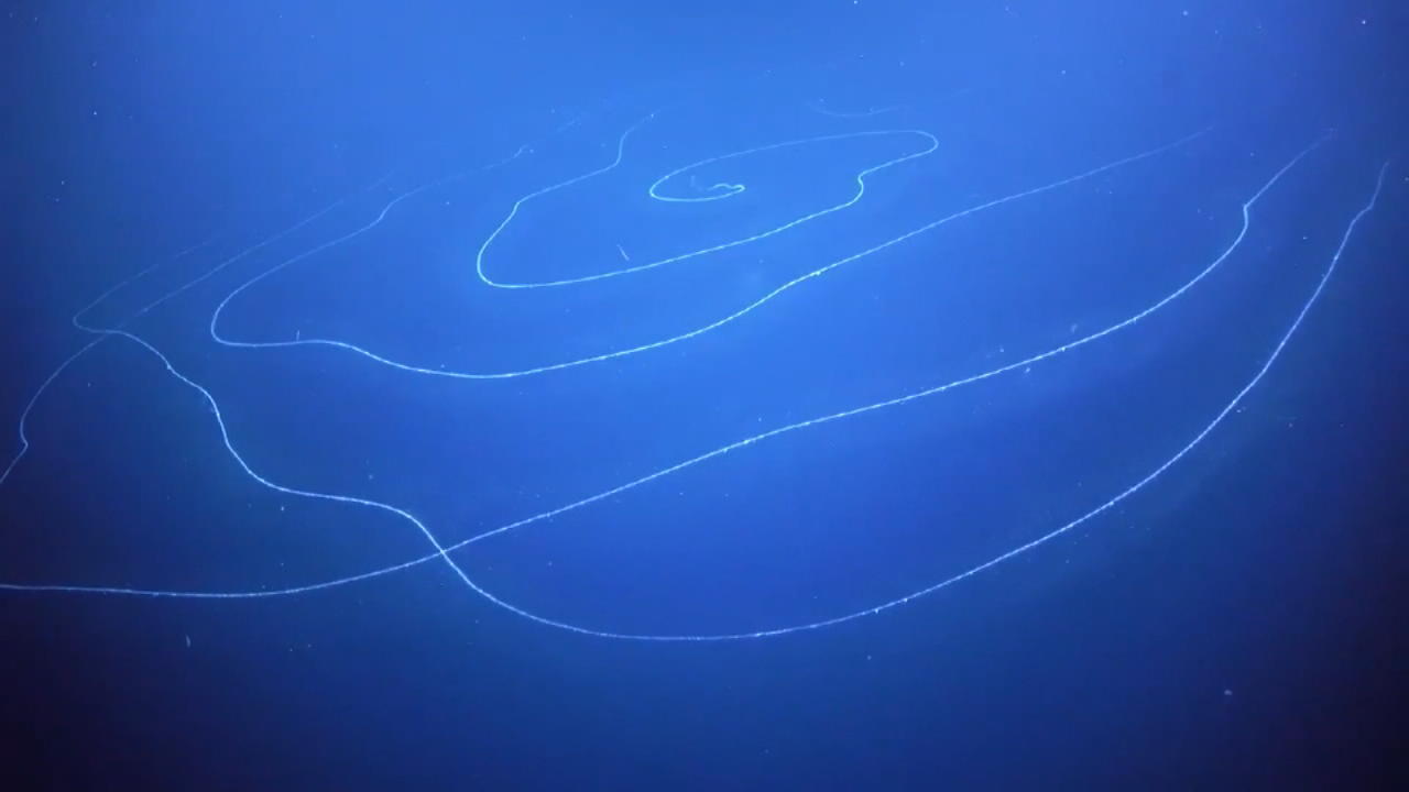 Gigantische Kreatur im Meer gefilmt Wissen Sie was das ist?
