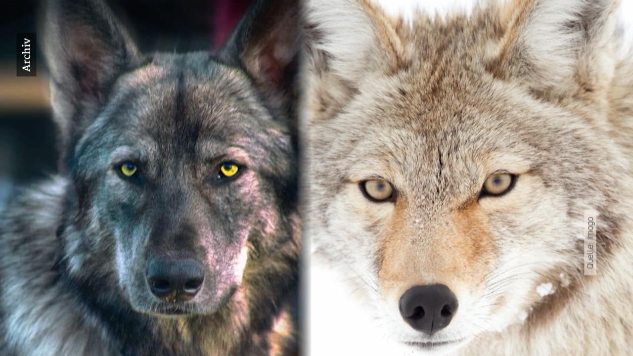 Wolfshund von Rostocker Polizei erschossen Besitzerin hat neuen Hund