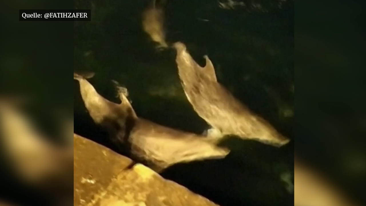 Seltener Anblick an den Ufern Istanbuls: Delfine! Einwohner der Bosporus-Stadt filmt Tümmler