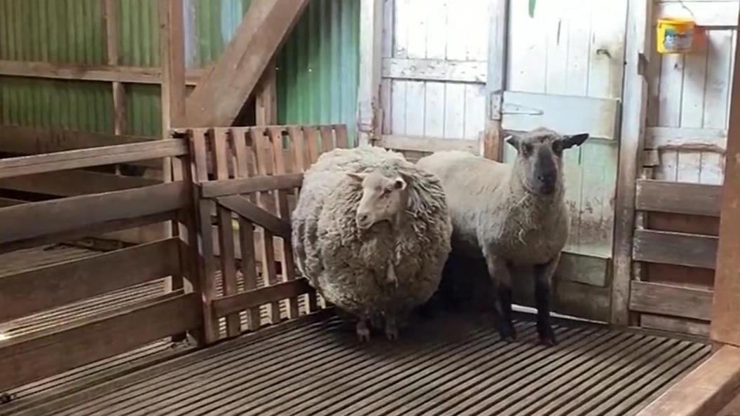 13 Kilo Wolle: Entlaufenes Schaf kehrt nach 7 Jahren zurück "Prickles" war 2013 nach Buschbrand geflohen