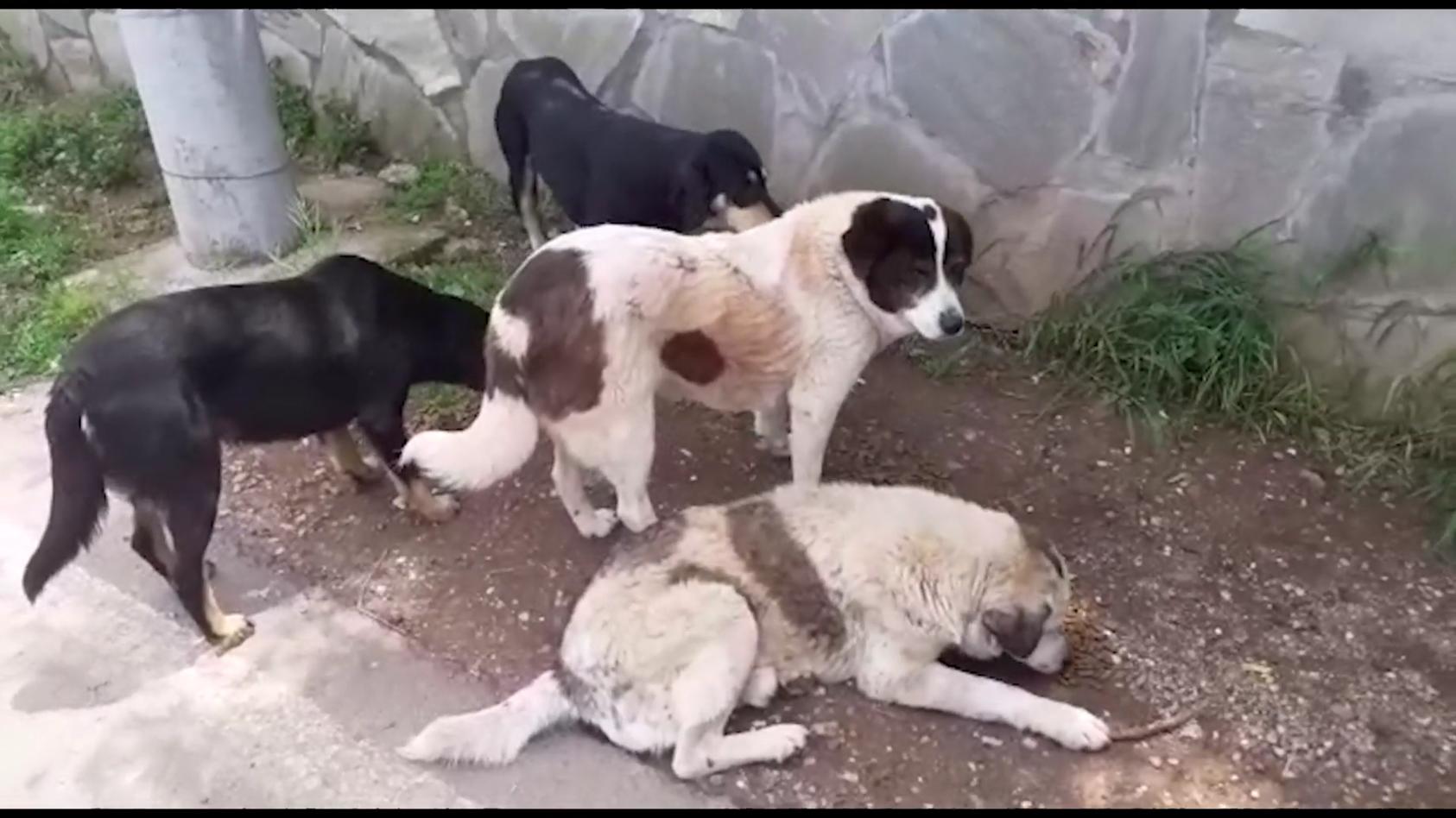 Straßenhunde in der Türkei drohen zu verhungern Gabi Breitner kümmert sich