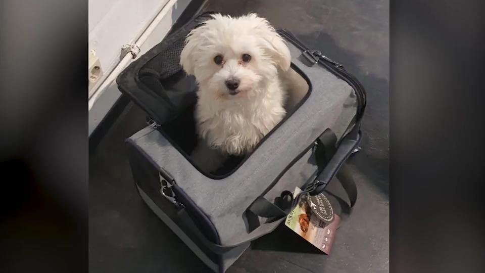 Familie verzweifelt: Hund wird am Flughafen beschlagnahmt Nach Serbien-Urlaub