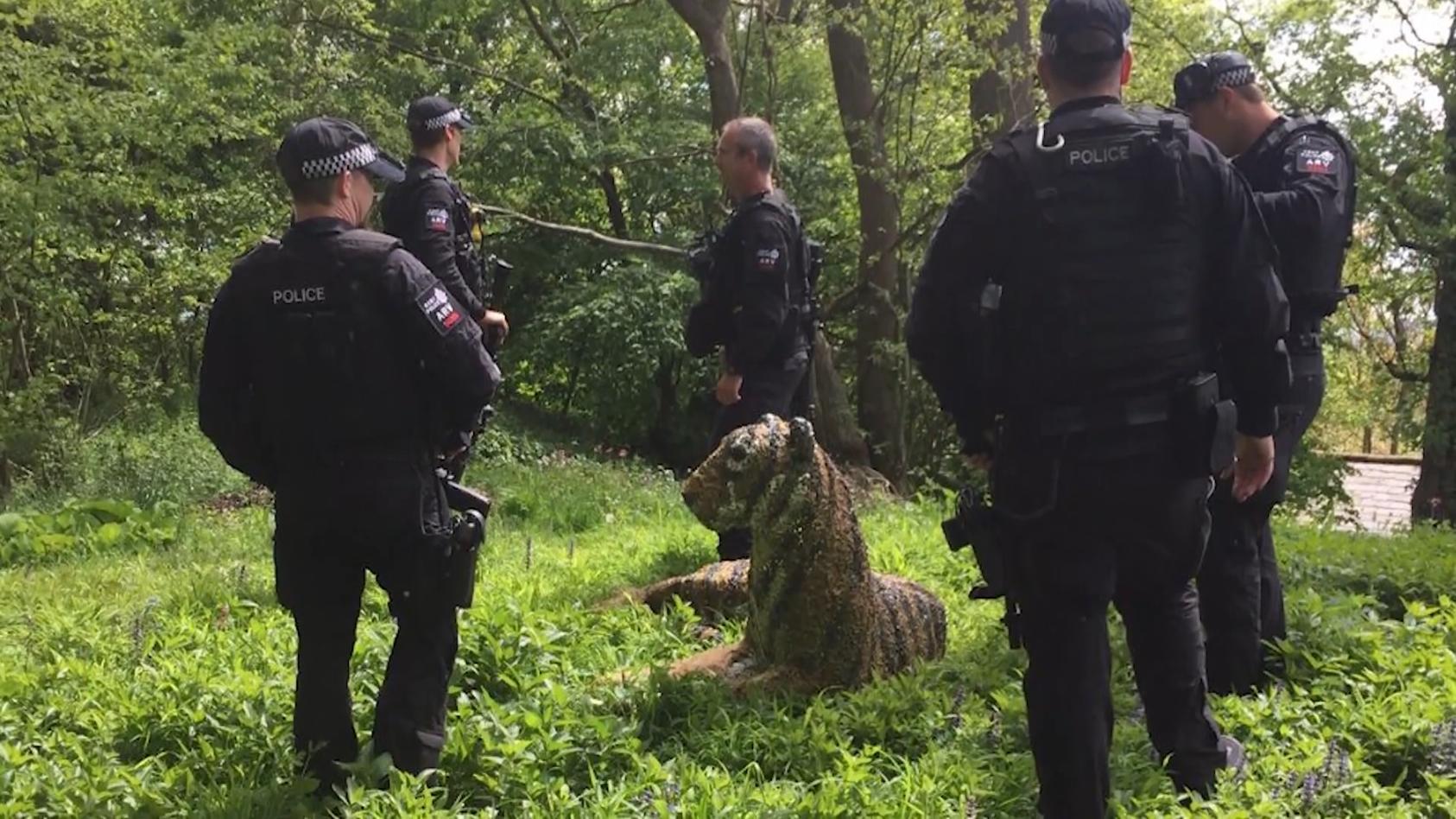 Tiger-Skulptur für echt gehalten Kurioser Polizeieinsatz in England