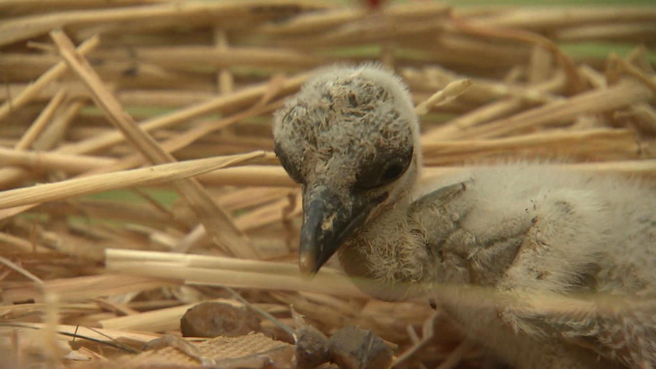 Baby-Storch per Kaiserschnitt gerettet Küken ist ein echtes Wunder