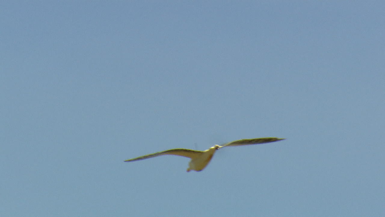 Dieser Vogel ist eine Spionage-Möwe Drohne kaum zu erkennen