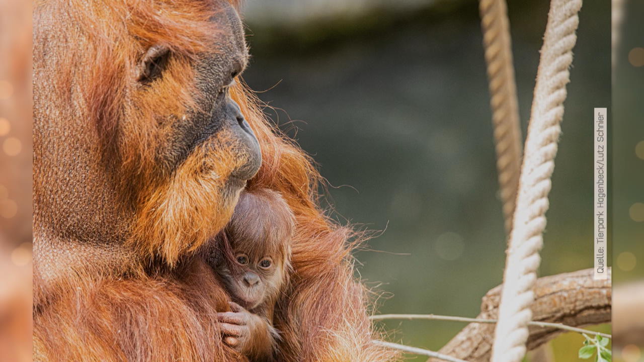 Süße Überraschung: Neues Orang-Utan-Baby in Hamburg Freude im Tierpark Hagenbeck