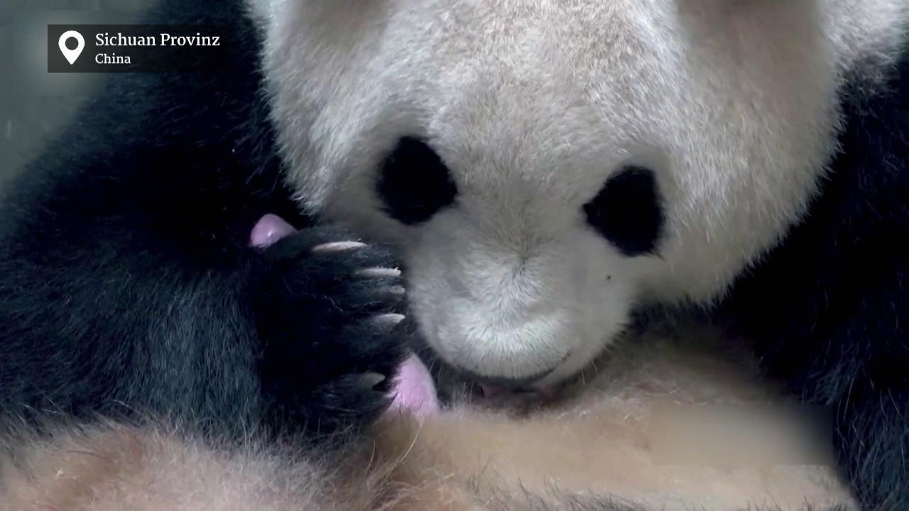 Winziges Pandababy mit Riiiesendurst geboren Freude über Nachwuchs in China