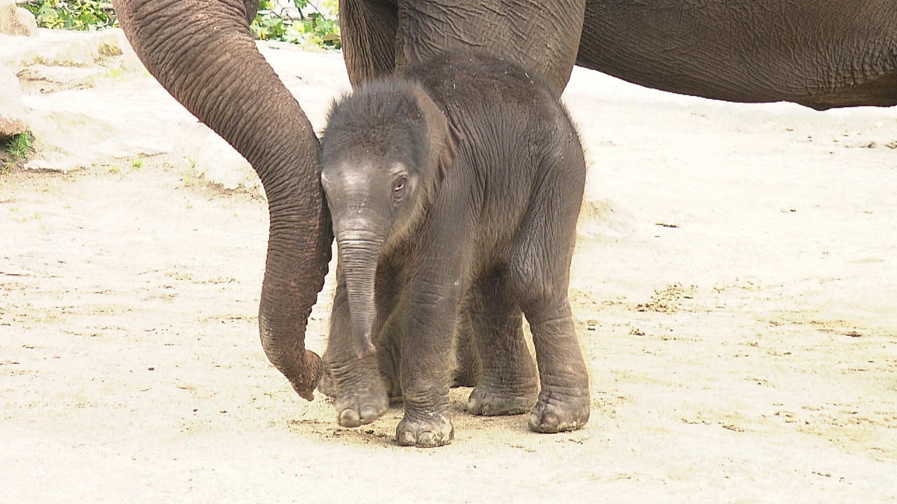 Elefantenbaby im Kölner Zoo geboren Nachwuchs ist wohlauf
