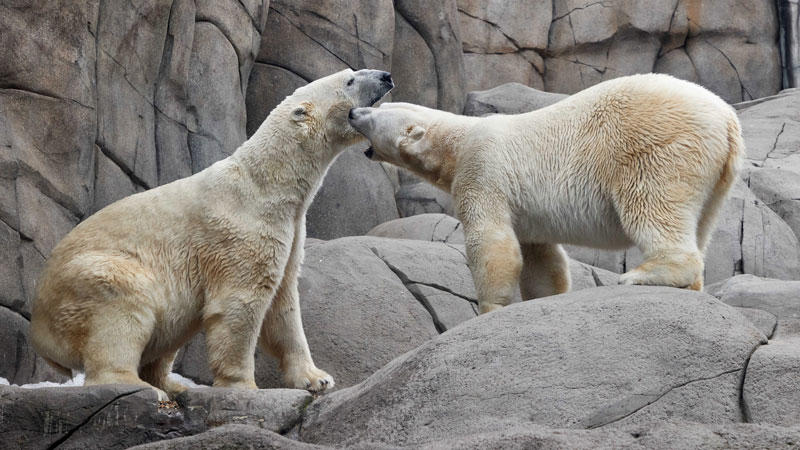 Kap trifft Victoria: Bringt er ihr Herz zum Schmelzen? Tierpark wünscht sich Eisbären-Nachwuchs