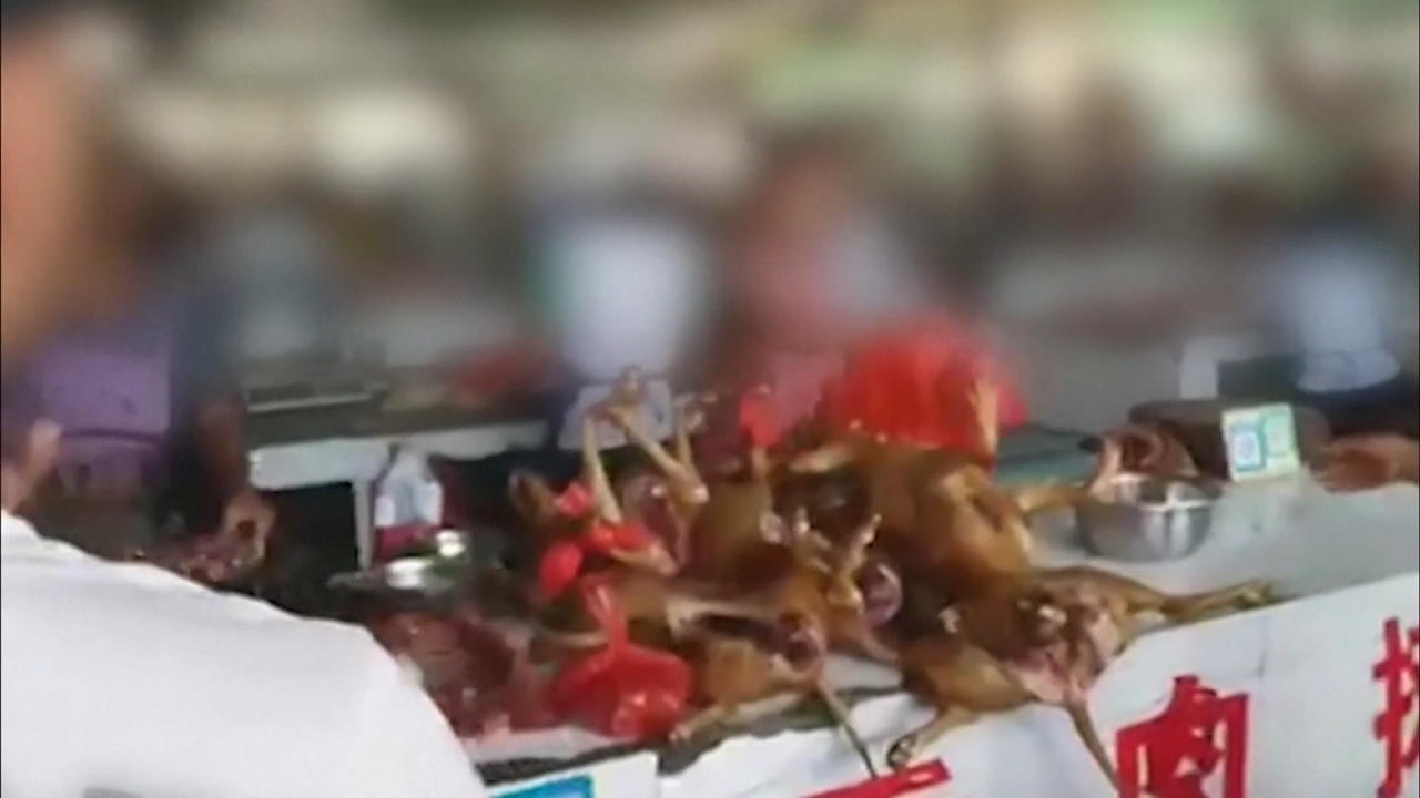 Hundefleisch-Festival in China VIER PFOTEN entrüstet