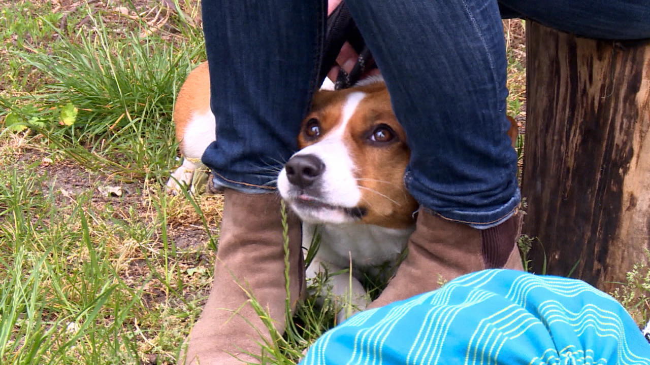 Der Hunde-Test: Mit oder ohne Leine? Hundebesitzer leinen ihre Hunde nur selten an