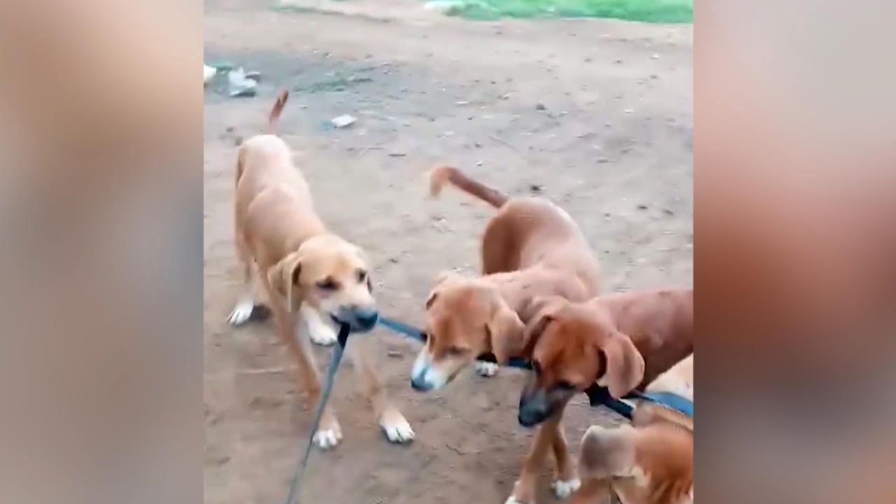Hundewelpen befreien ihre Mama von der Leine Kein Bock auf Leinenzwang!