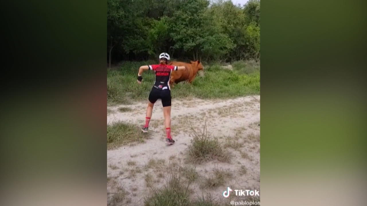 TikTok Challange treibt Kühe in den Wahnsinn Bauer ist sauer